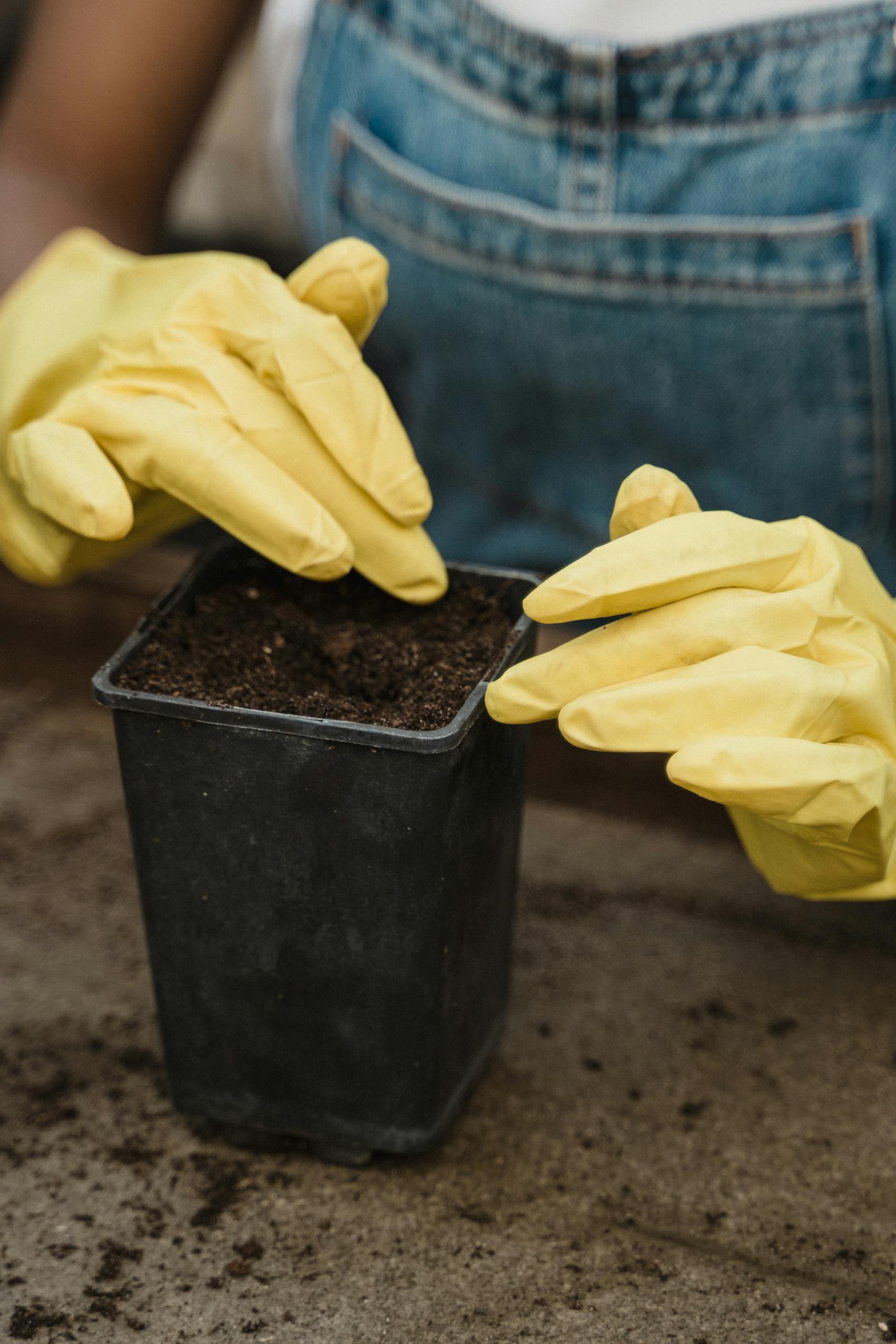 Close-up of gardener's hands wearing yellow rubber gloves potting soil in a black plastic container.