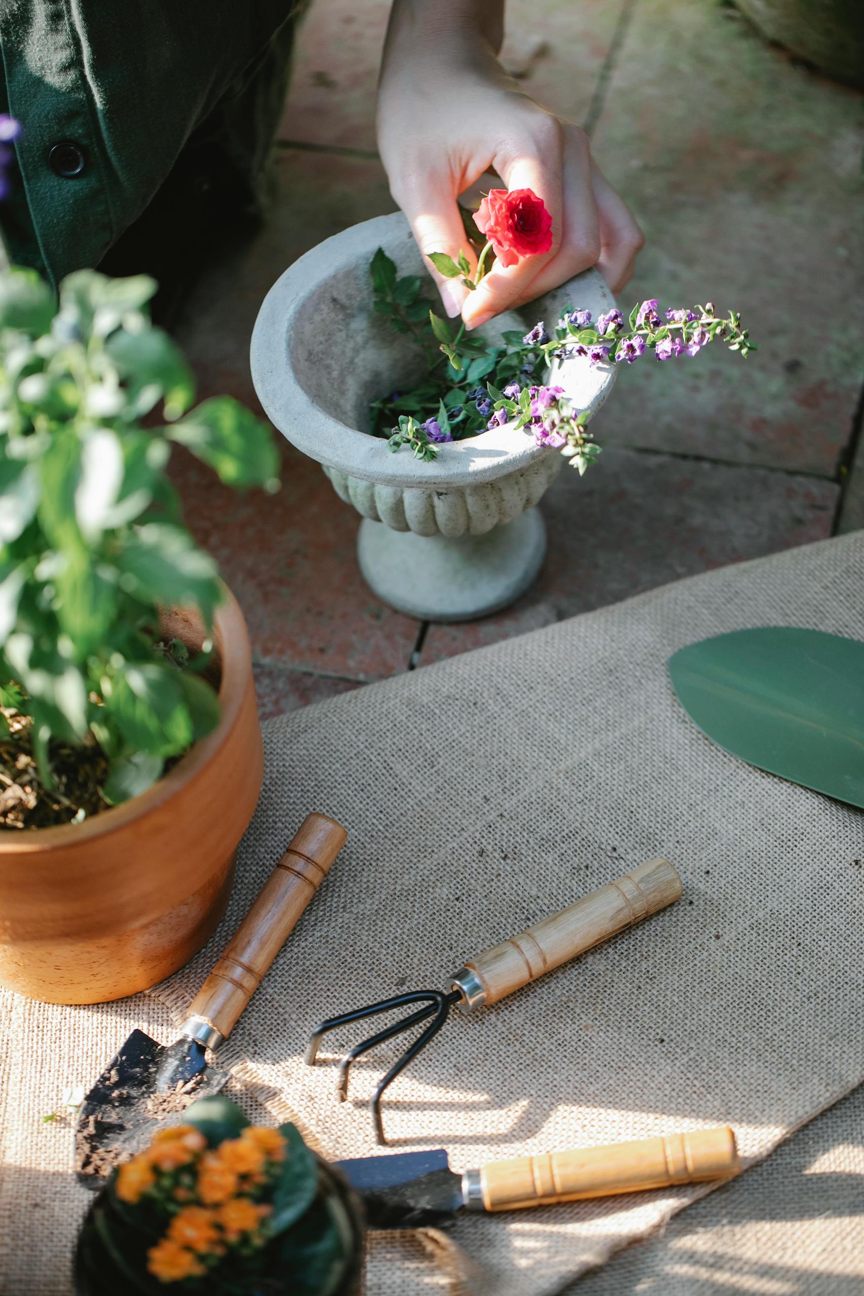 From above of crop anonymous grower showing bright blossoming flower in pot on walkway with gardening tools